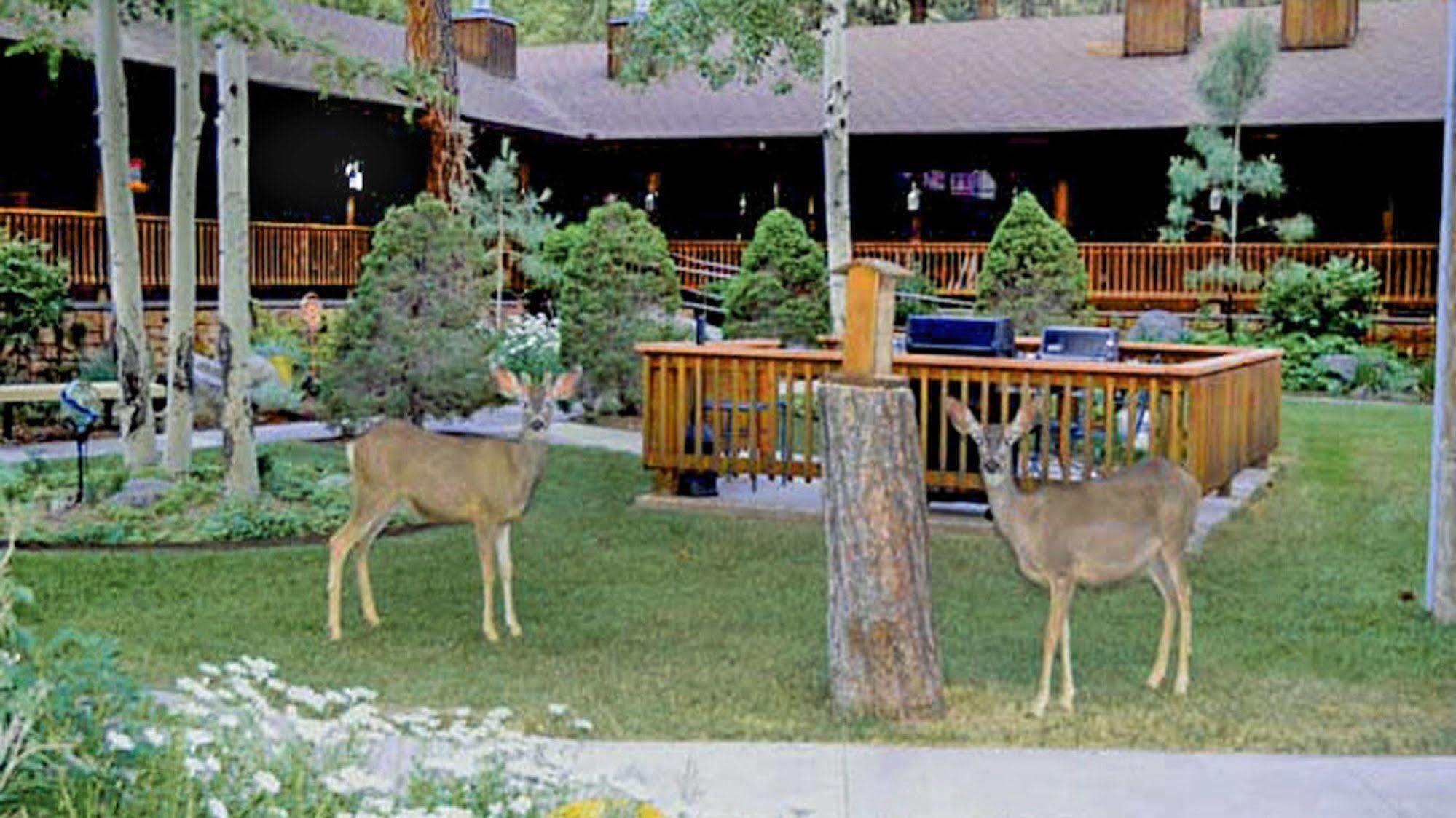 Shadow Mountain Lodge And Cabins Ruidoso Ngoại thất bức ảnh
